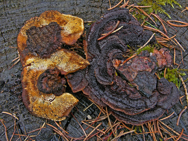 Avete voglia di funghi di oggi....guardate questo post.